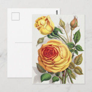 Vintage Botanical Sunset Rose Yellow and Orange Postcard