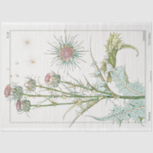Vintage botanical thistle