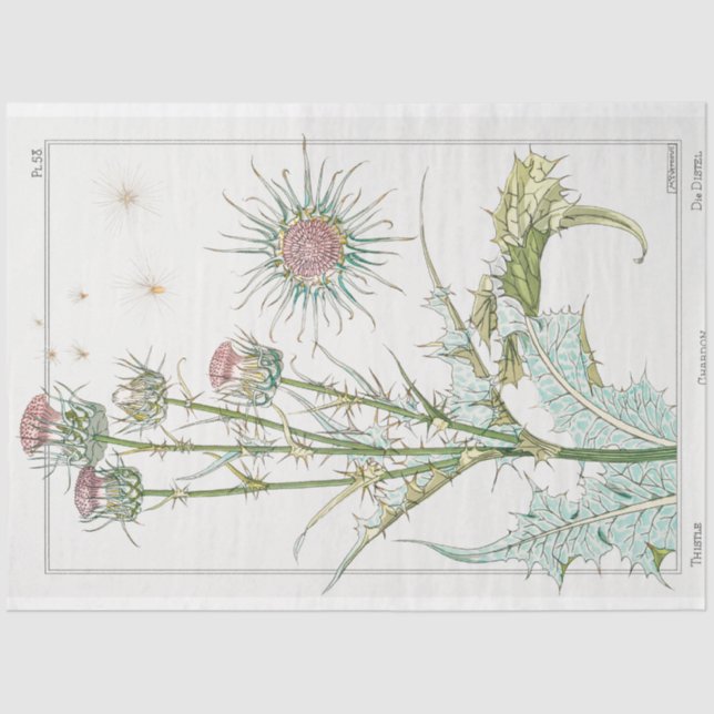 Vintage botanical thistle  tissue paper (Front)