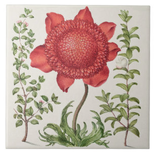 Vintage Botanical Tile