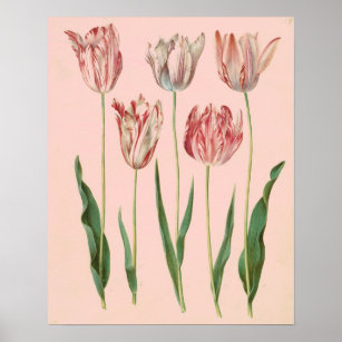 Vintage Botanical Tulip Poster, Pale Pink Poster