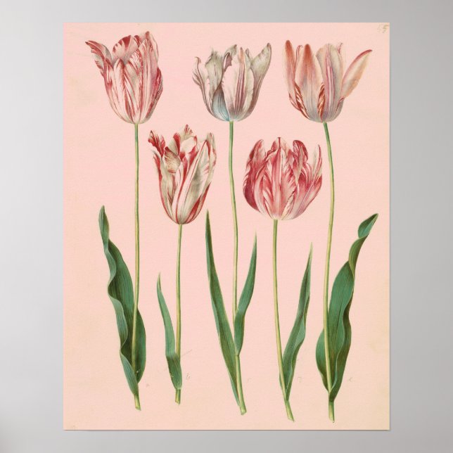 Vintage Botanical Tulip Poster, Pale Pink Poster (Front)