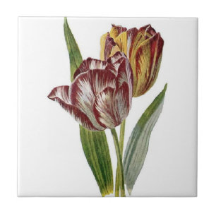 Vintage Botanical - Tulips, Tile