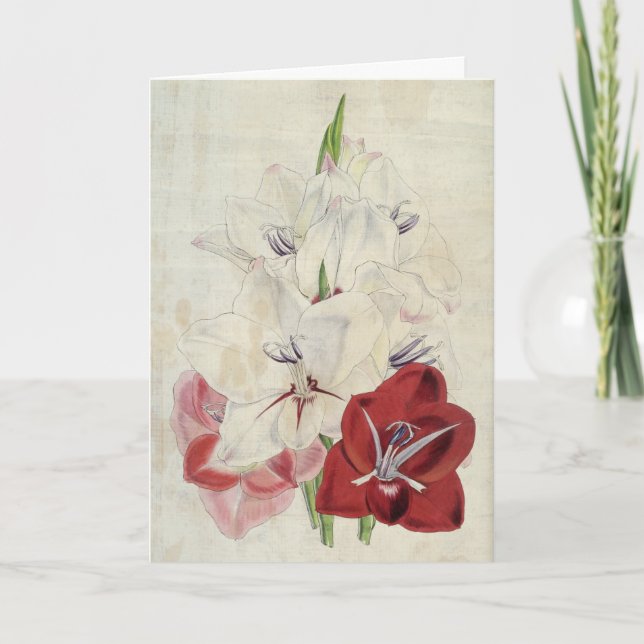 Vintage Botanical Varieties of Gladiolus Card (Front)