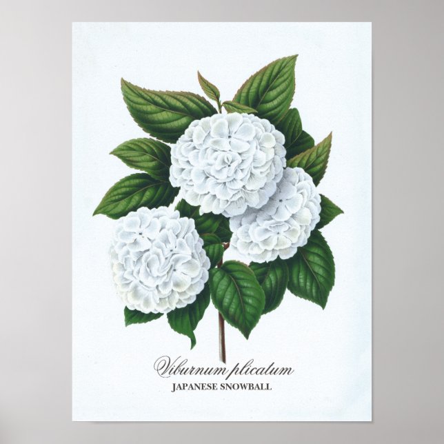 Vintage Botanical Viburnum Plicatum White Flowers Poster (Front)