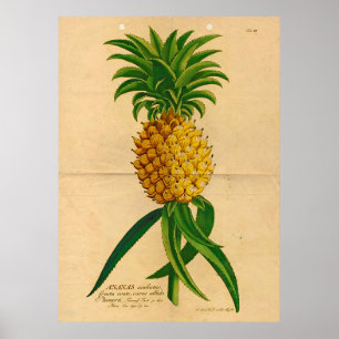 Vintage Botanical Wall art