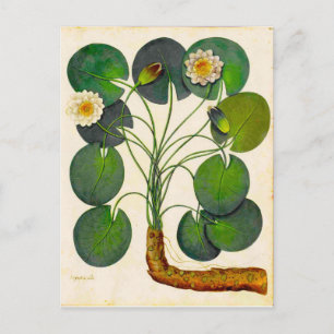 Vintage Botanical Waterlily Travel Postcard