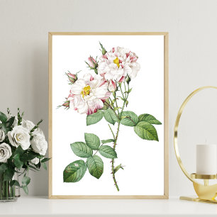 Vintage Botanical White and Pink Rose Art Poster