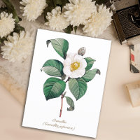 Vintage Botanical White Camellia Blossom
