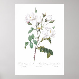 VINTAGE BOTANICAL WHITE ROSE ILLUSTRATION  POSTER