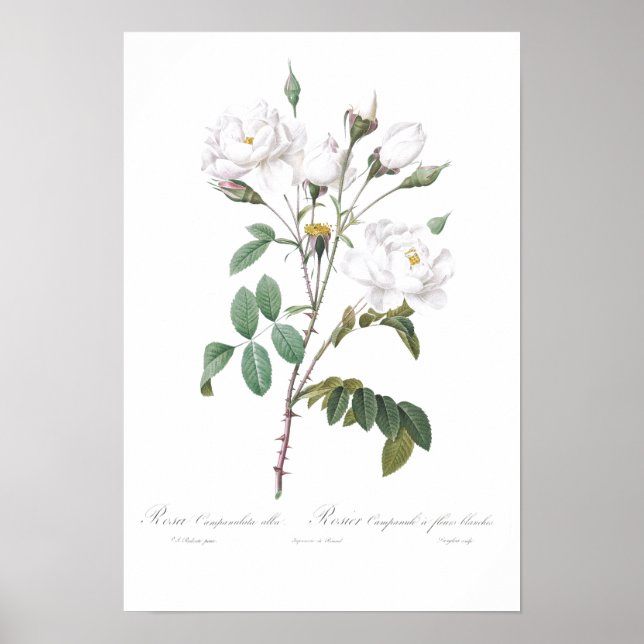 VINTAGE BOTANICAL WHITE ROSE ILLUSTRATION  POSTER (Front)
