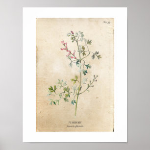 Vintage Botanical Wildflower Poster
