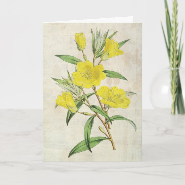 Vintage Botanical Young's Evening Primrose Card (Front)