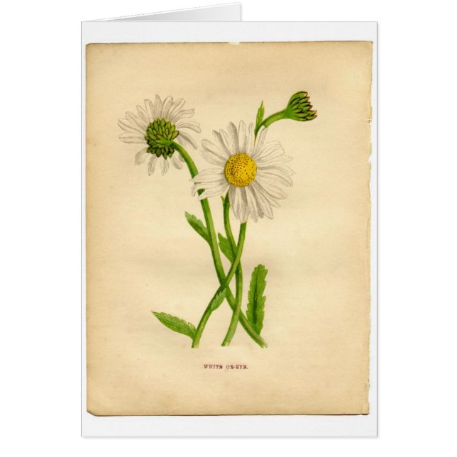 Vintage Botanicals Illustrations (Front)