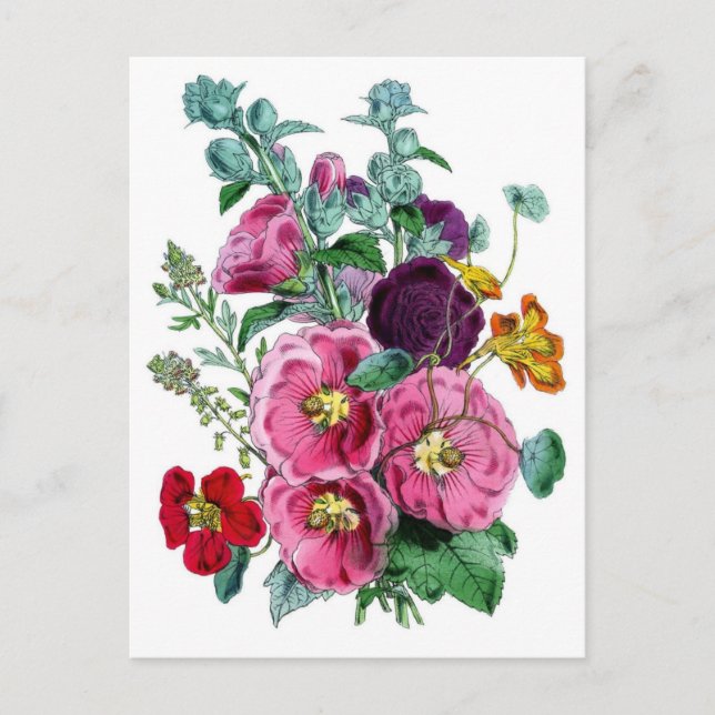 Vintage Botanicals Illustrations Hollyhocks Postcard (Front)