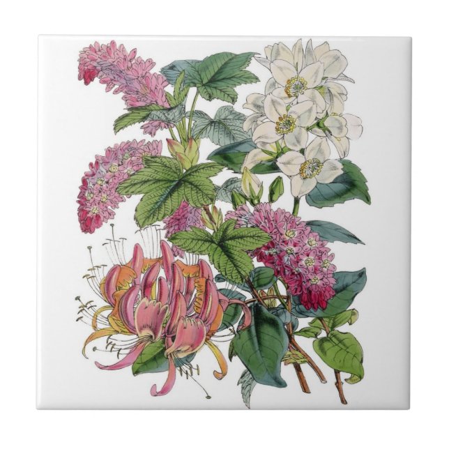 Vintage Botanicals Illustrations Tile (Front)