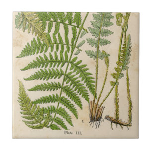 Vintage Botanicals Illustrations Tile