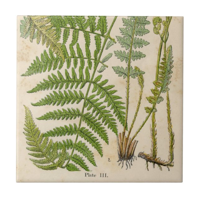 Vintage Botanicals Illustrations Tile (Front)