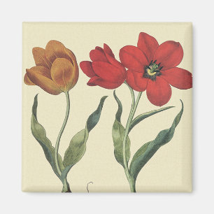 Vintage Botany, Blooming Tulip Flowers and Bulbs Magnet