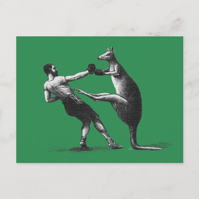 Vintage Boxing kangaroo Postcard (Front)