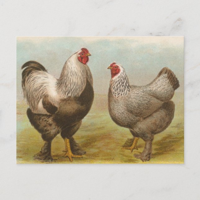 Vintage Brahma Rooster and Hen Postcard (Front)