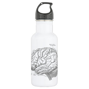 Vintage Brain Anatomy 532 Ml Water Bottle