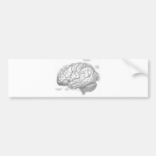 Vintage Brain Anatomy Bumper Sticker