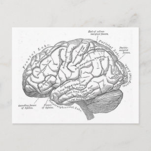 Vintage Brain Anatomy Postcard