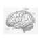 Vintage Brain Anatomy