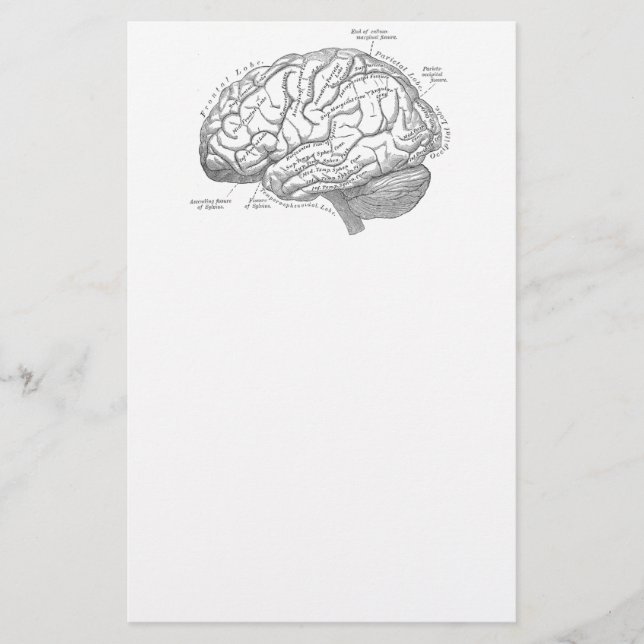 Vintage Brain Anatomy Stationery (Front)