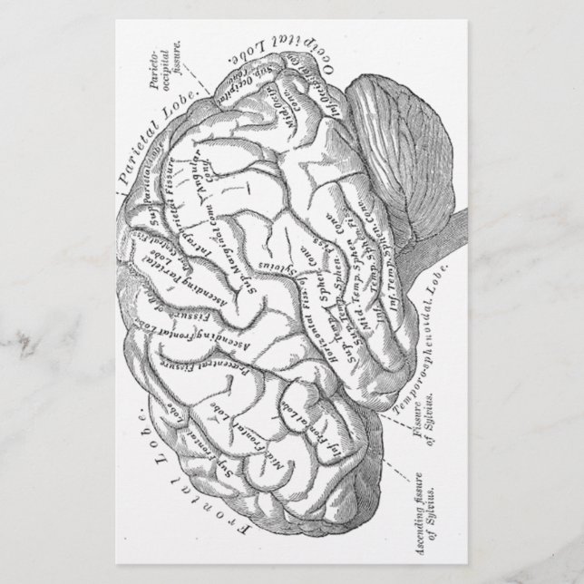 Vintage Brain Anatomy Stationery (Front)