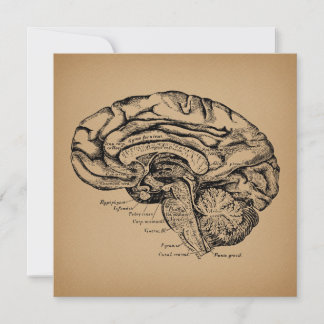 Vintage Brain Diagram Antique Medical Anatomy Art Holiday Card