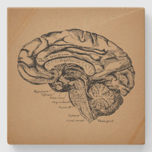 Vintage Brain Diagram Antique Medical Anatomy Art Stone Coaster