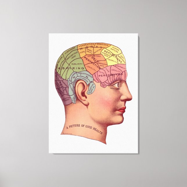 Vintage Brain Function Illustration Canvas Print (Front)