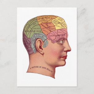 Vintage Brain Function Illustration Postcard