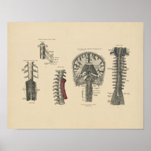 Vintage Brain Spinal Anatomy 1880 Print