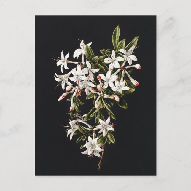 Vintage Branch of White Azaleas in Bloom Postcard (Front)