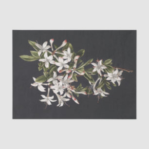 Vintage Branch of White Azaleas in Bloom Tissue Paper