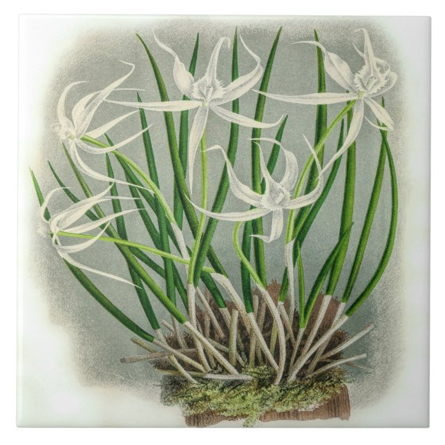 Vintage Brassavola Cuculatta Orchid Flower Tile (Front)