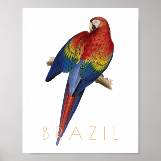 Vintage Brazil travel Macaw bird mid century Poster (Front)