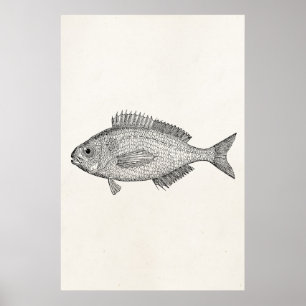 Vintage Bream Fish - Aquatic Fishes Template Blank Poster