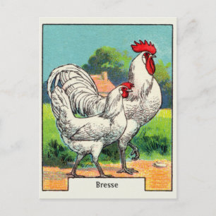 Vintage Bresse Chicken Postcard