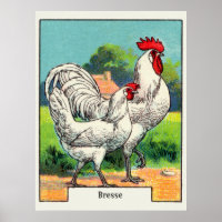 Vintage Bresse Chicken