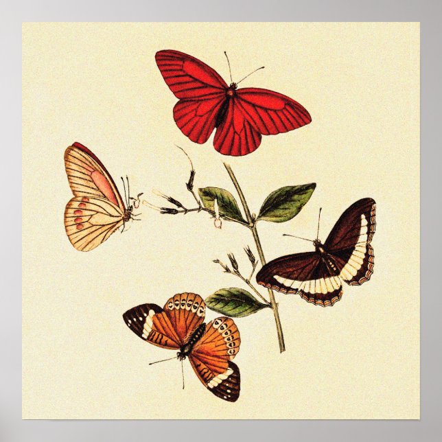  Vintage British Butterflies  Poster (Front)