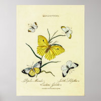 Vintage British Butterflies