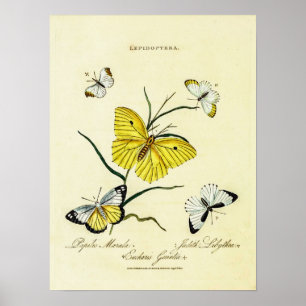  Vintage British Butterflies  Poster