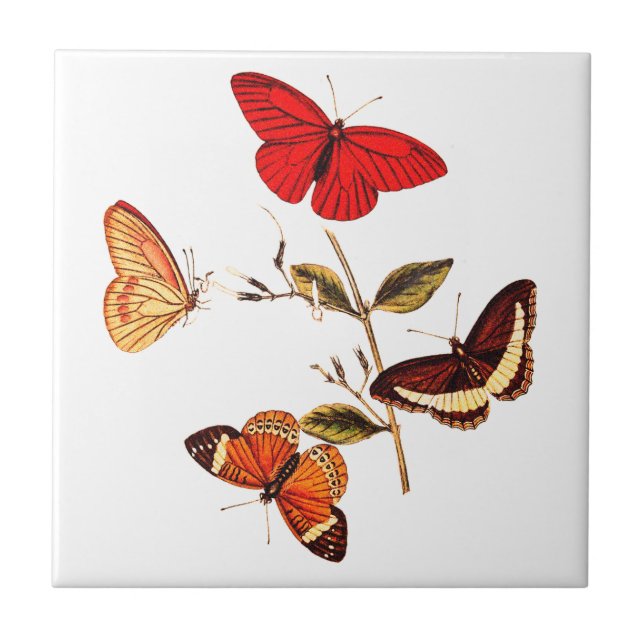  Vintage British Red Butterflies Insect Art  Tile (Front)