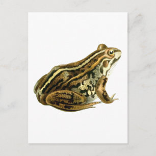 Vintage Brown Frog Illustration Postcard