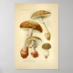 Vintage Edible Mushroom Chart iPhone 11 case Vintage Edible Mushroom Chart iPhone 11 case