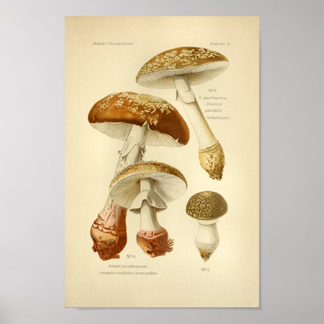 Vintage Brown Mushrooms Art Print French (Front)